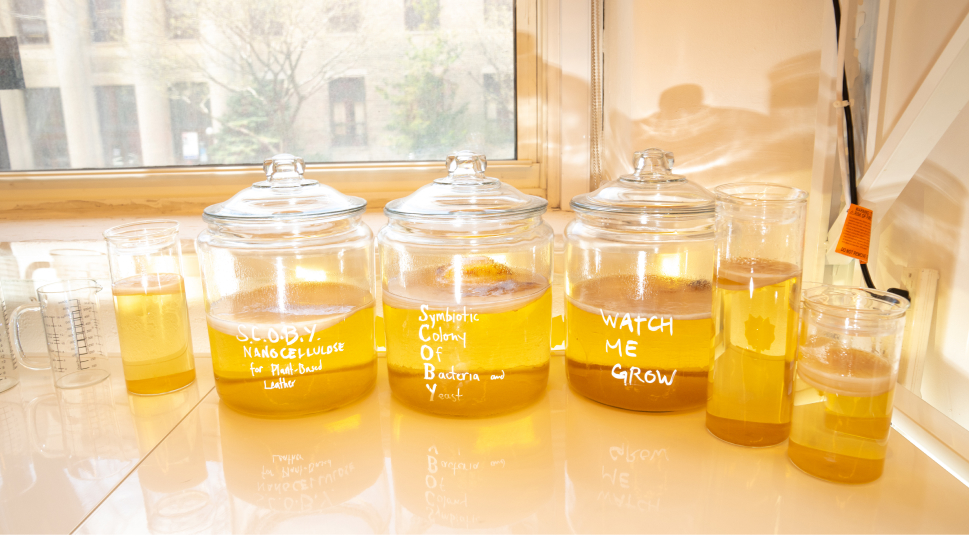 Large glass jars filled with S.C.O.B.Y.